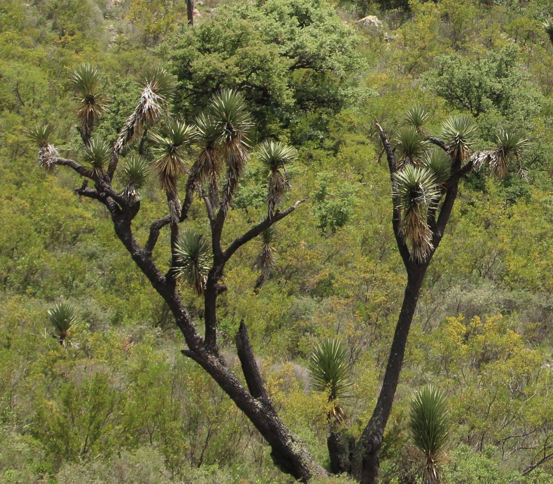 Image of Yucca decipiens Trel.