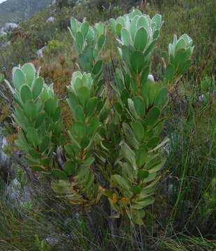 Image of Protea stokoei Phillips