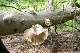 Image of Pleurotus pulmonarius (Fr.) Quél. 1872