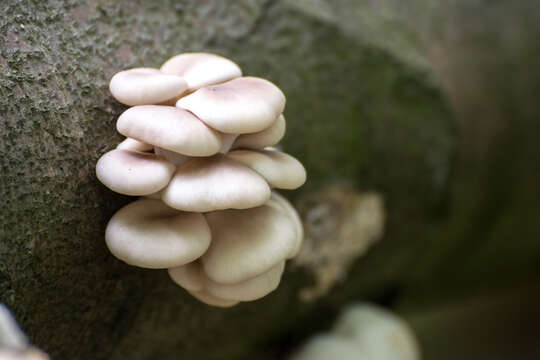 Image of Pleurotus pulmonarius (Fr.) Quél. 1872