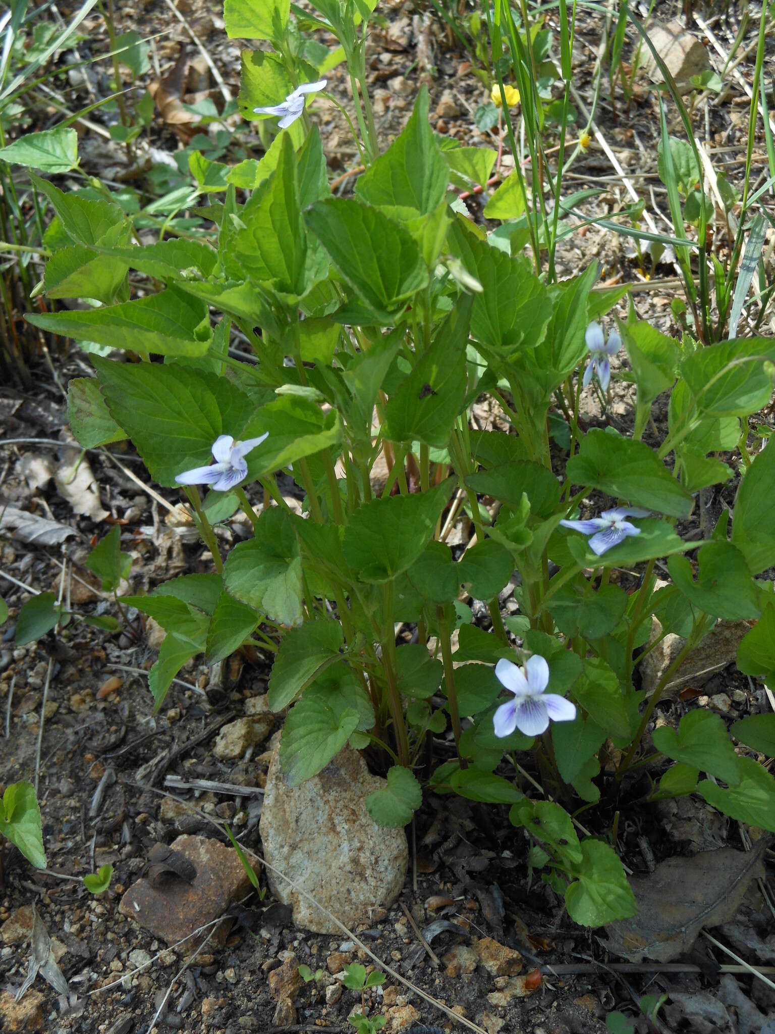 Imagem de Viola acuminata Ledebour