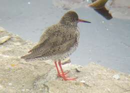 Image of Common Redshank