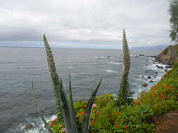 Слика од Echium simplex DC.