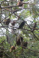 Image of Banksia integrifolia subsp. monticola K. R. Thiele