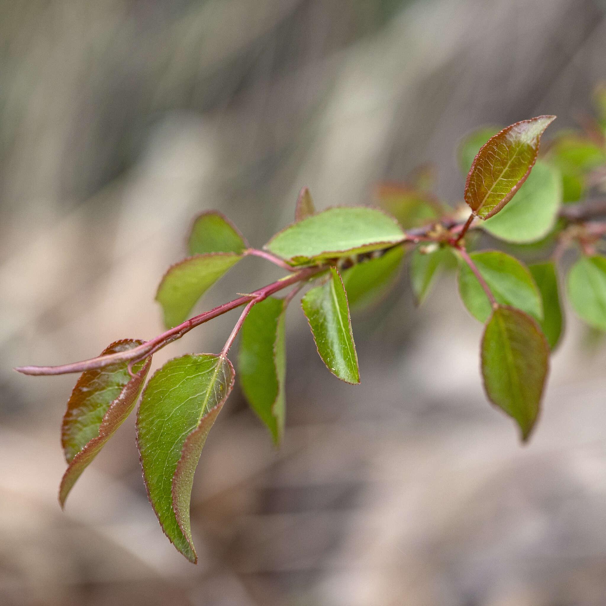 Pyrus cordata Desv.的圖片