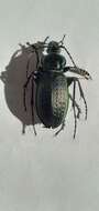 Image of Carabus (Ohomopterus) insulicola kantoensis Ishikawa & Ujiie 2000