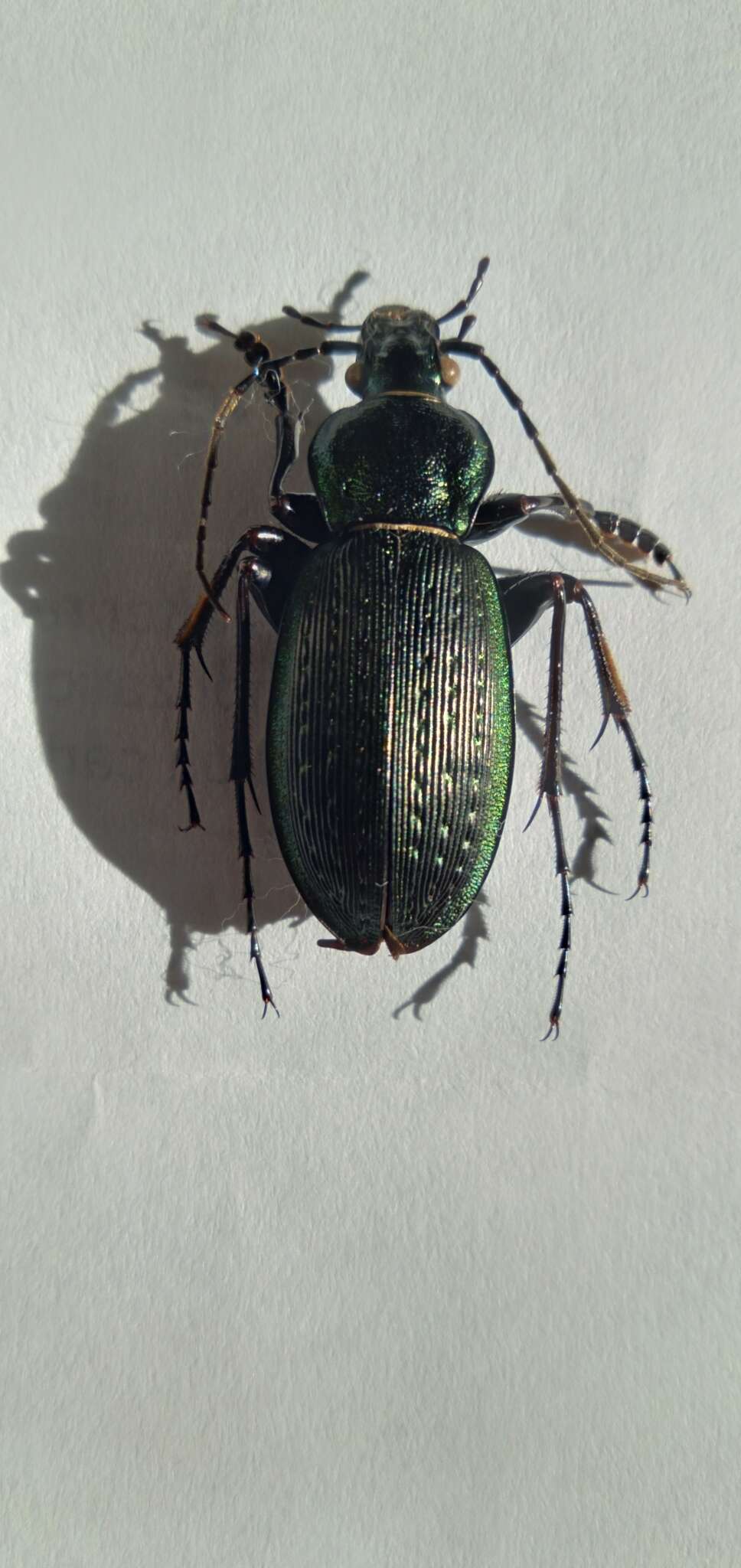 Image of Carabus (Ohomopterus) insulicola kantoensis Ishikawa & Ujiie 2000