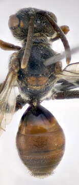 Image of Nomada panurgina Morawitz 1869