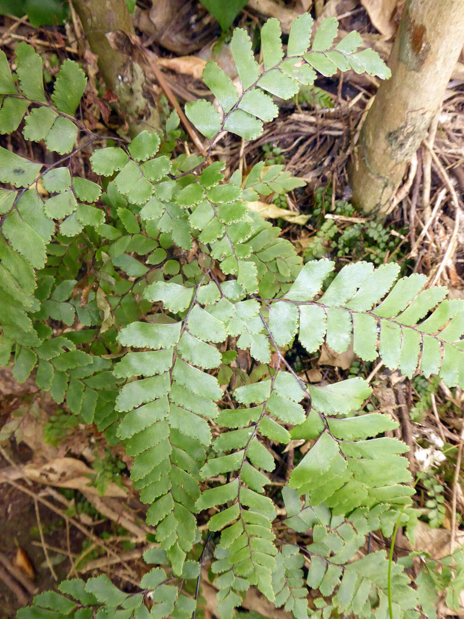 Image of Adiantum fulvum Raoul