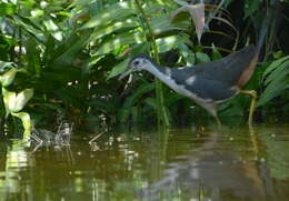 Image of White-breasted Waterhen