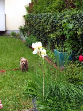 Image of Iris orjenii Bräuchler & Cikovac