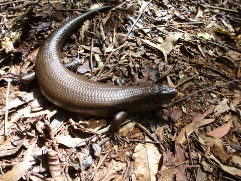 Image of Land Mullet