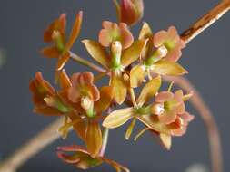 Plancia ëd Epidendrum anceps Jacq.