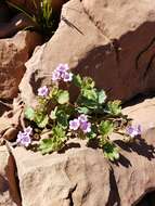 Phacelia pulchella var. gooddingii (Brand) J. T. Howell resmi