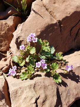 Image of Goodding's phacelia