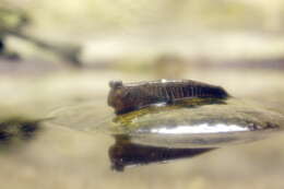 Image of Pearse's mudskipper