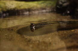 Image of Pearse's mudskipper