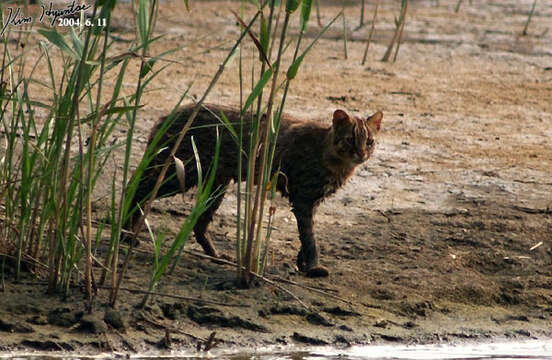 Image of Iriomote Cat