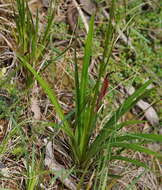 Image of Stylidium graminifolium Sw. ex Willd.