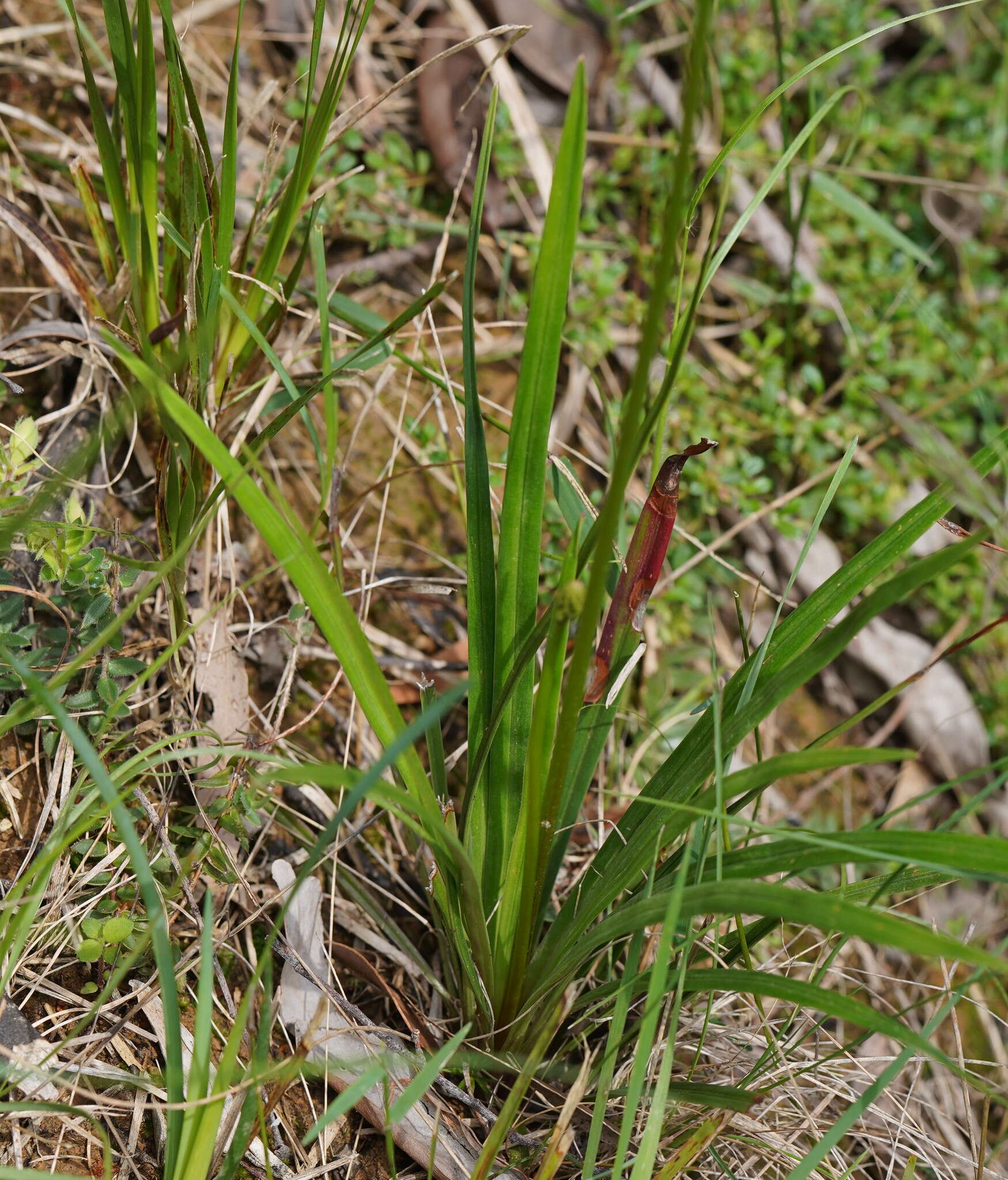 Image of Stylidium graminifolium Sw. ex Willd.