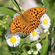 Image of Philadelphia fleabane