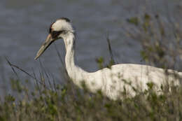 Image of Whooping Crane