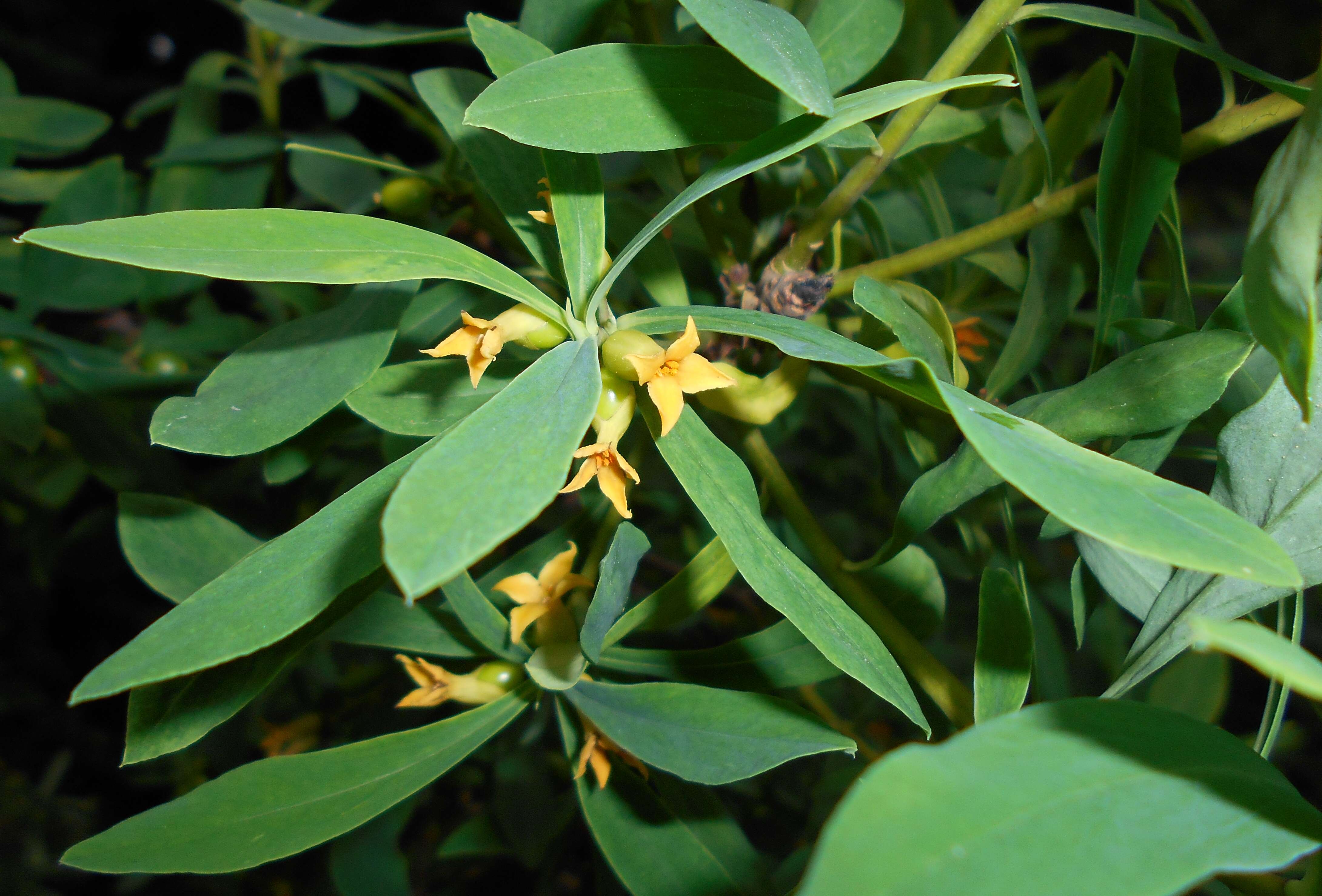 Image of Daphne giraldii Nitsche