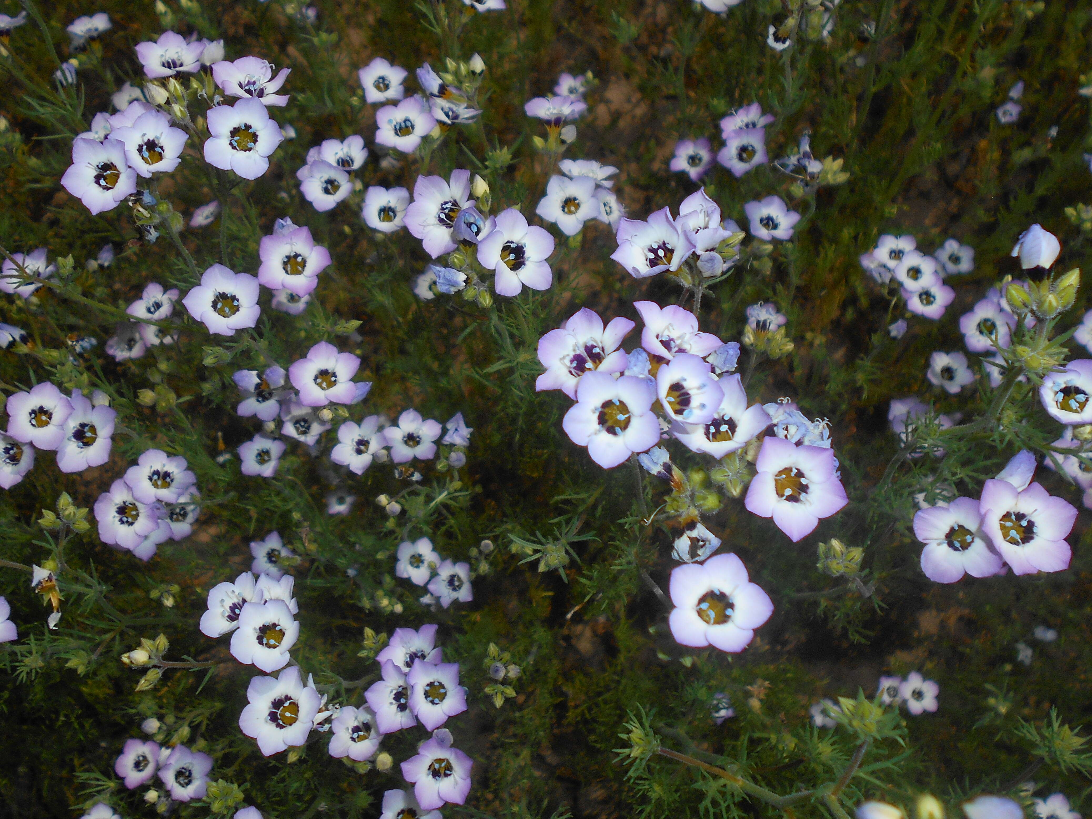 Image of bird's-eye gilia