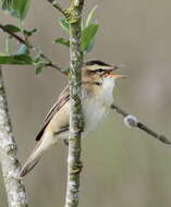 Image of Sedge Warbler