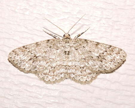 Image of The Small Engrailed