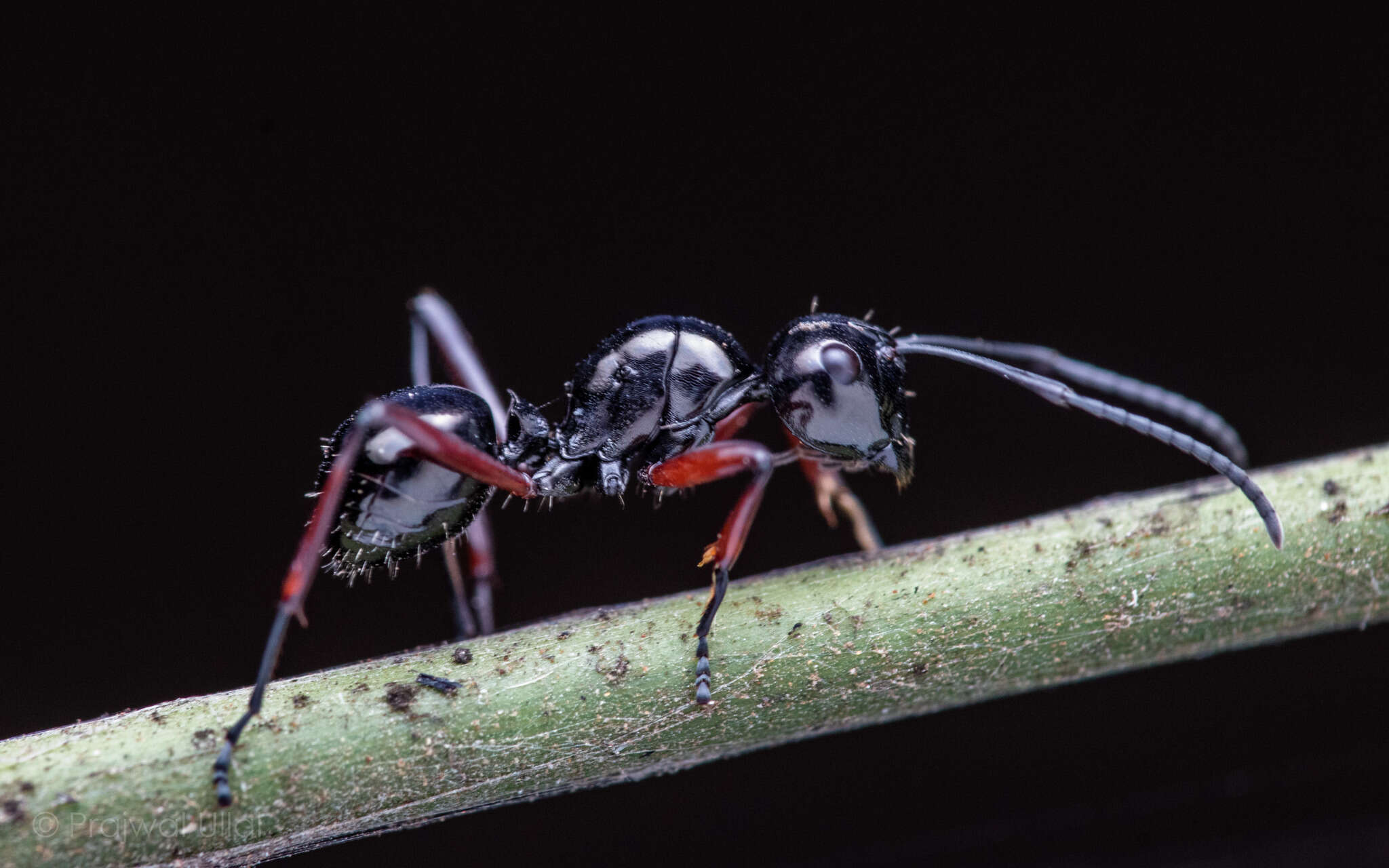 Image of Polyrhachis rastellata (Latreille 1802)