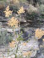 Plancia ëd Holodiscus discolor var. discolor