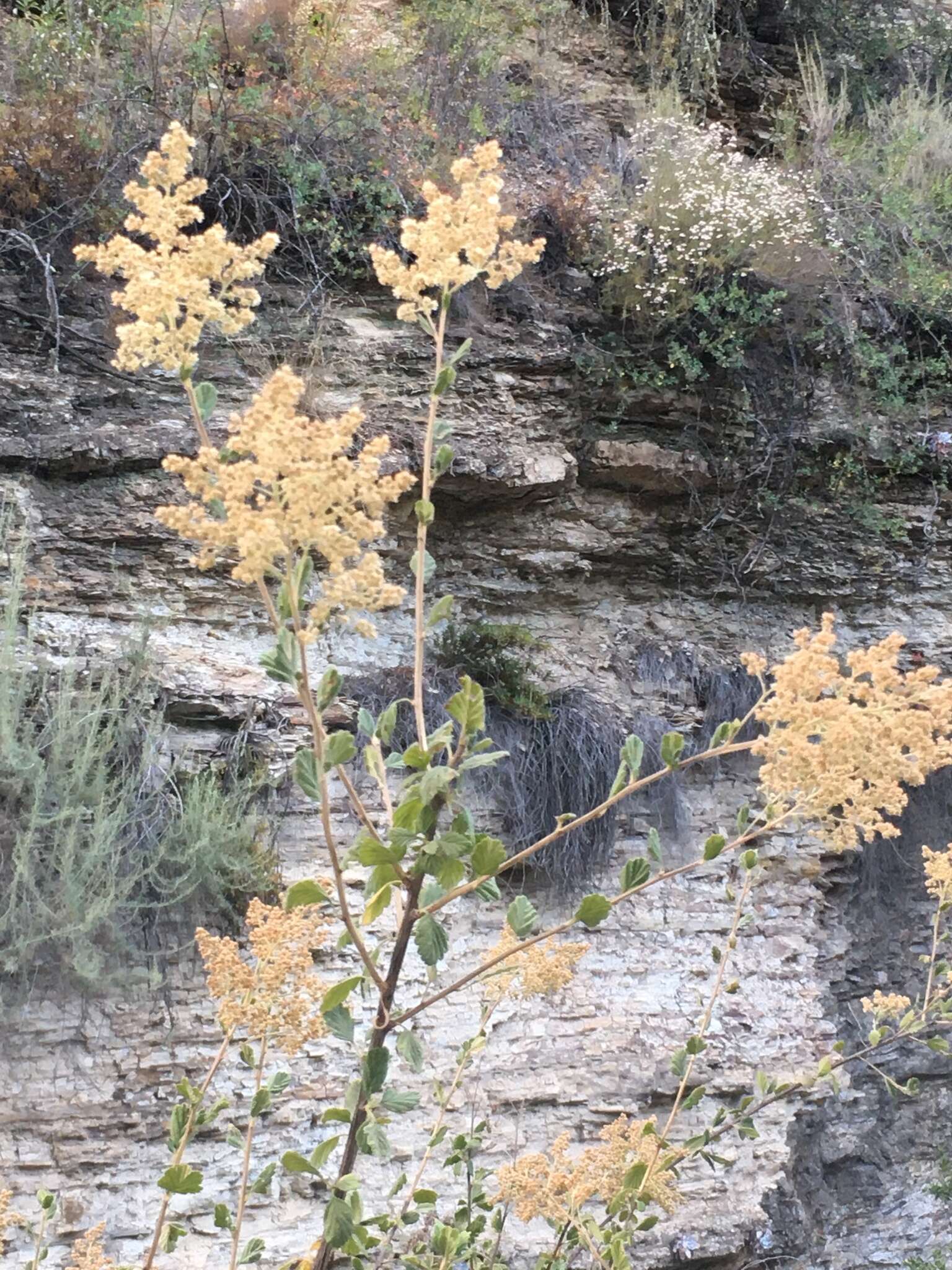 Image of Holodiscus discolor var. discolor