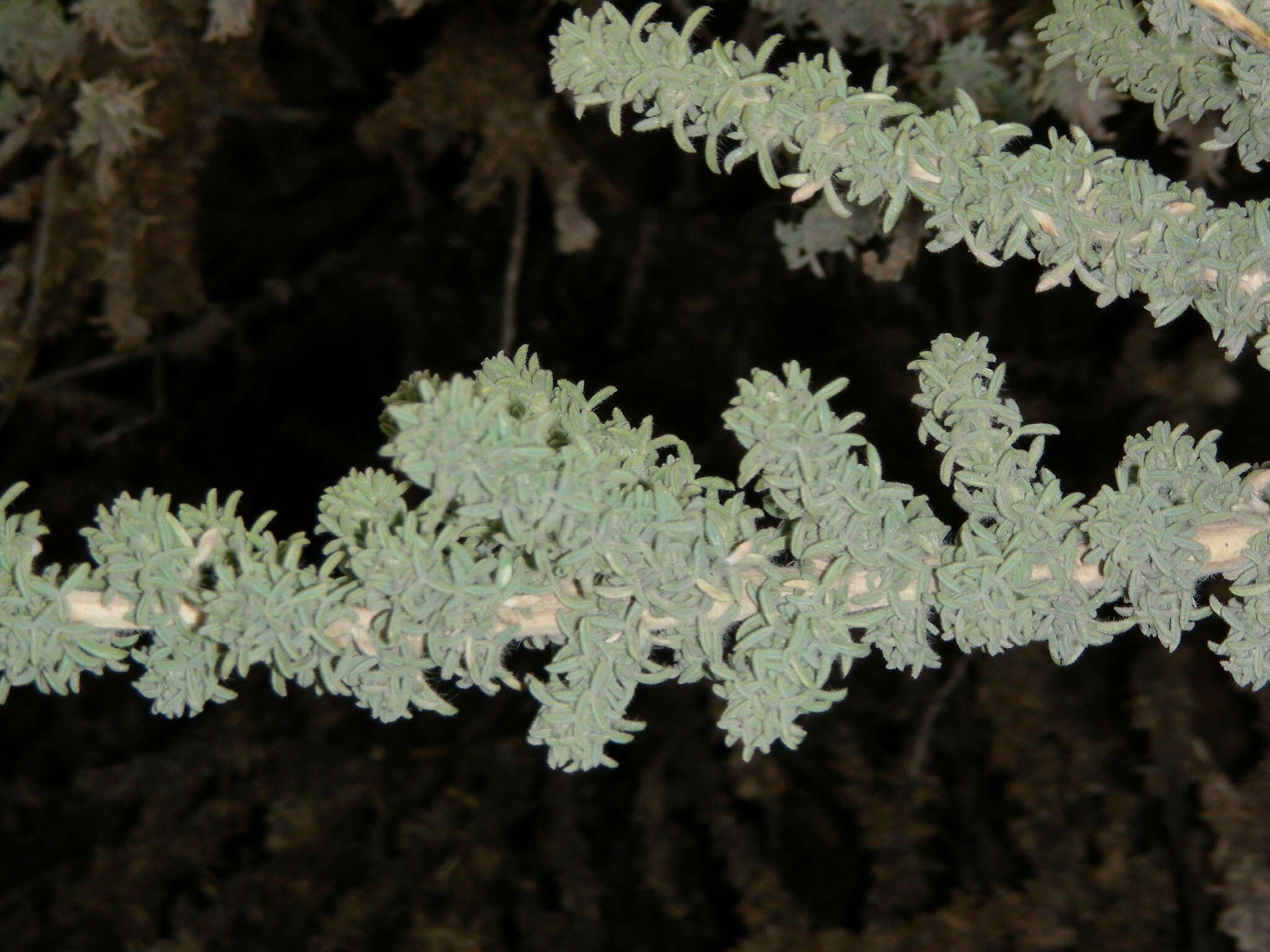 Image of Adenocarpus viscosus (Willd.) Webb & Berthel.