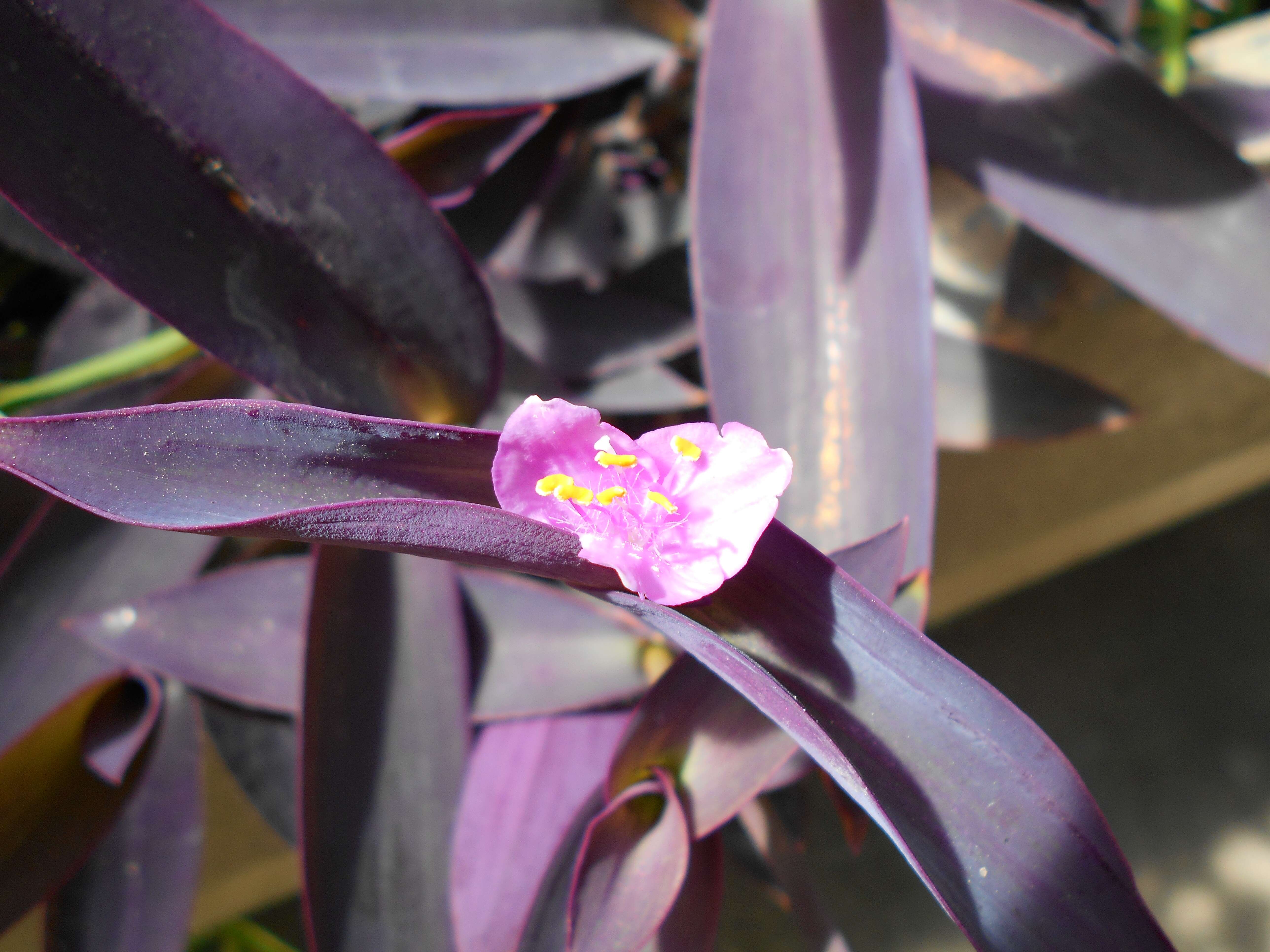 Image of purple heart