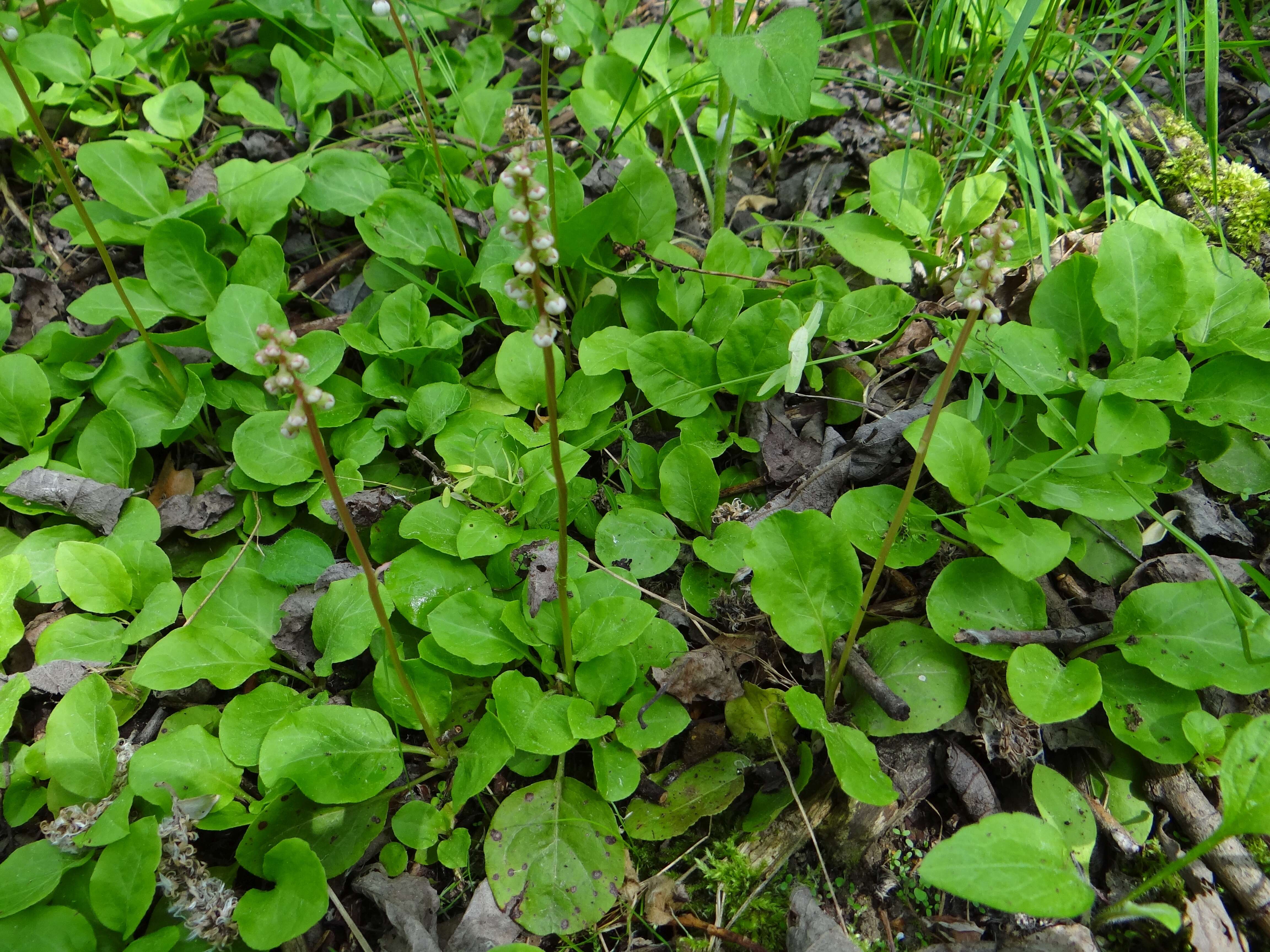 Image of Pyrola media Sw.