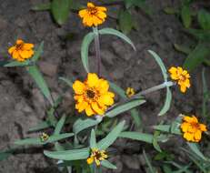 Image of narrowleaf zinnia