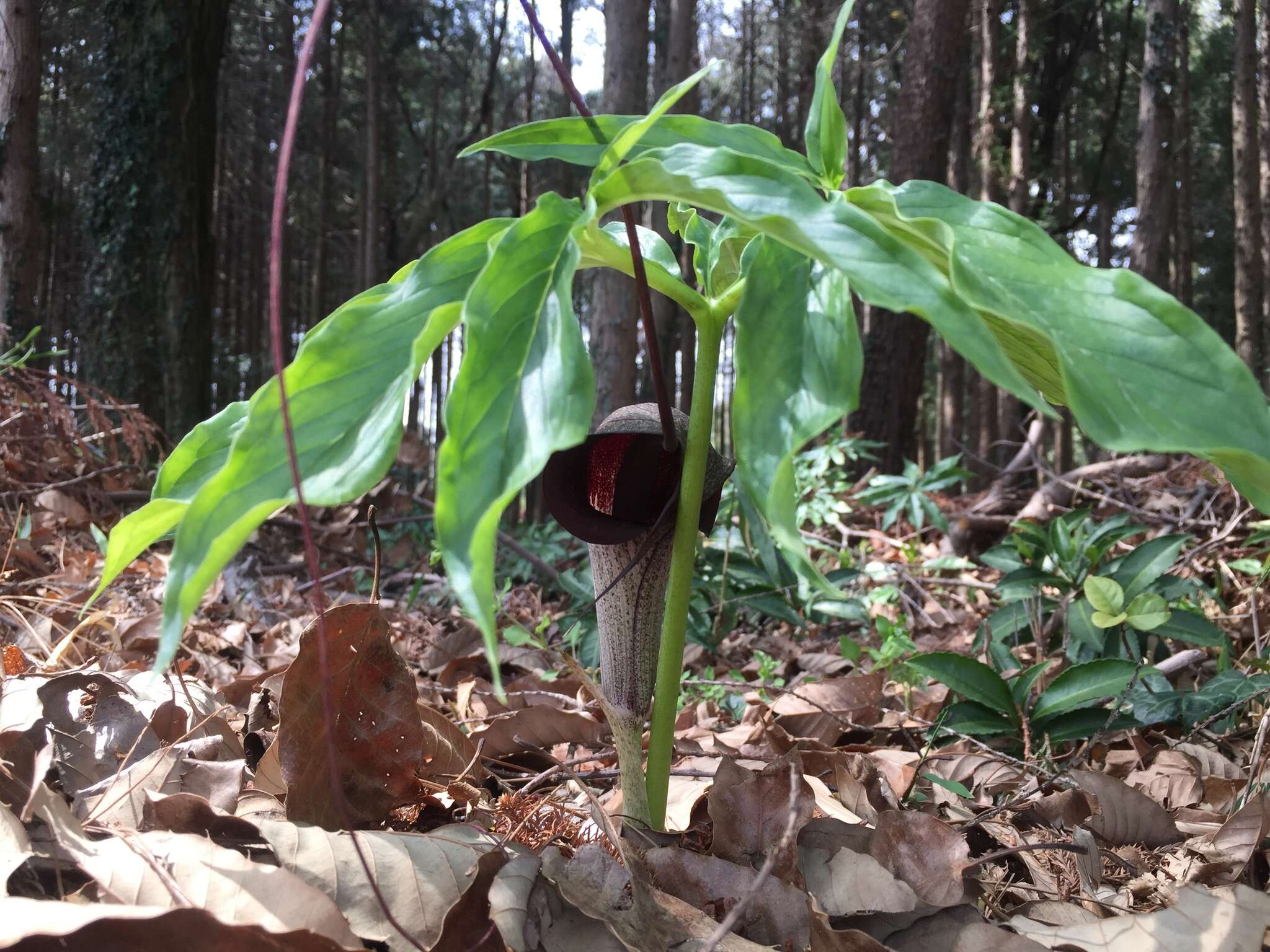 Image of Arisaema thunbergii subsp. urashima (H. Hara) H. Ohashi & J. Murata