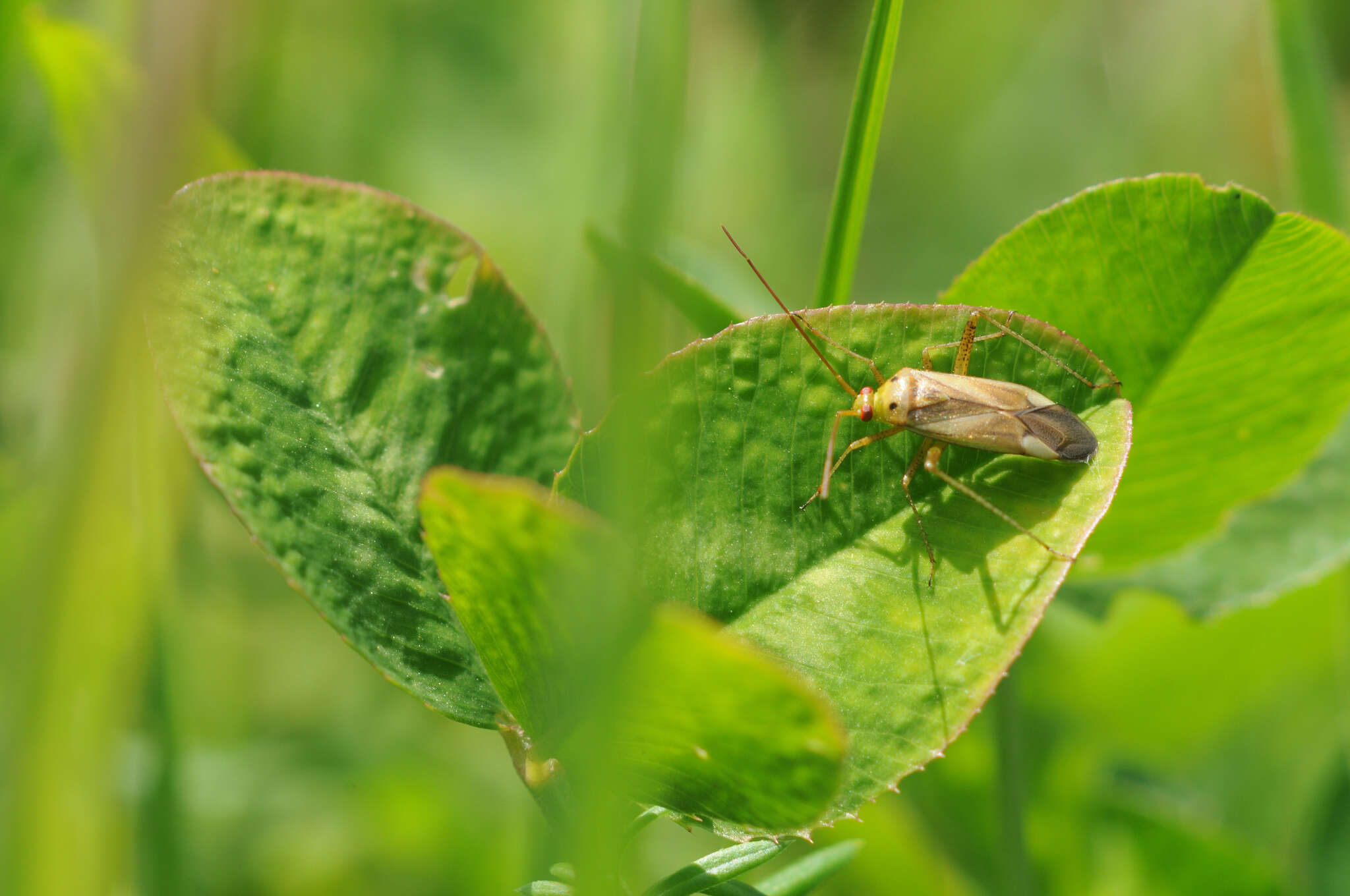 Image of alfalfa plant bug