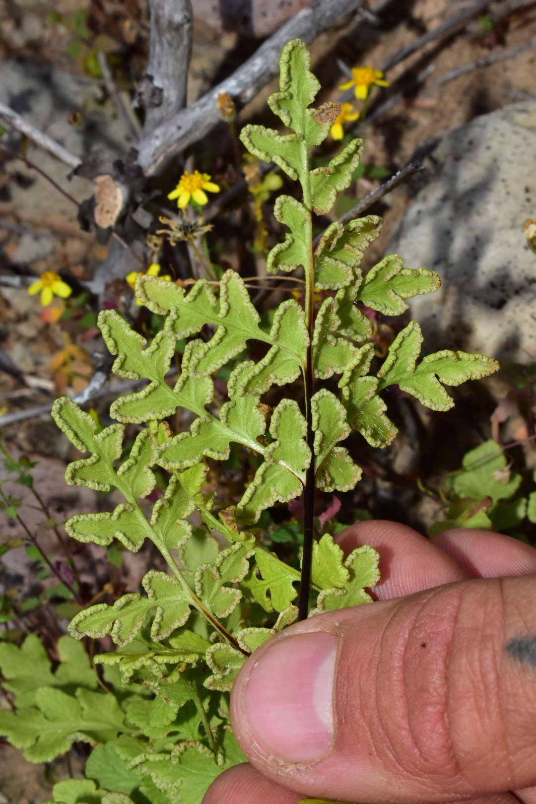 Image de Baja