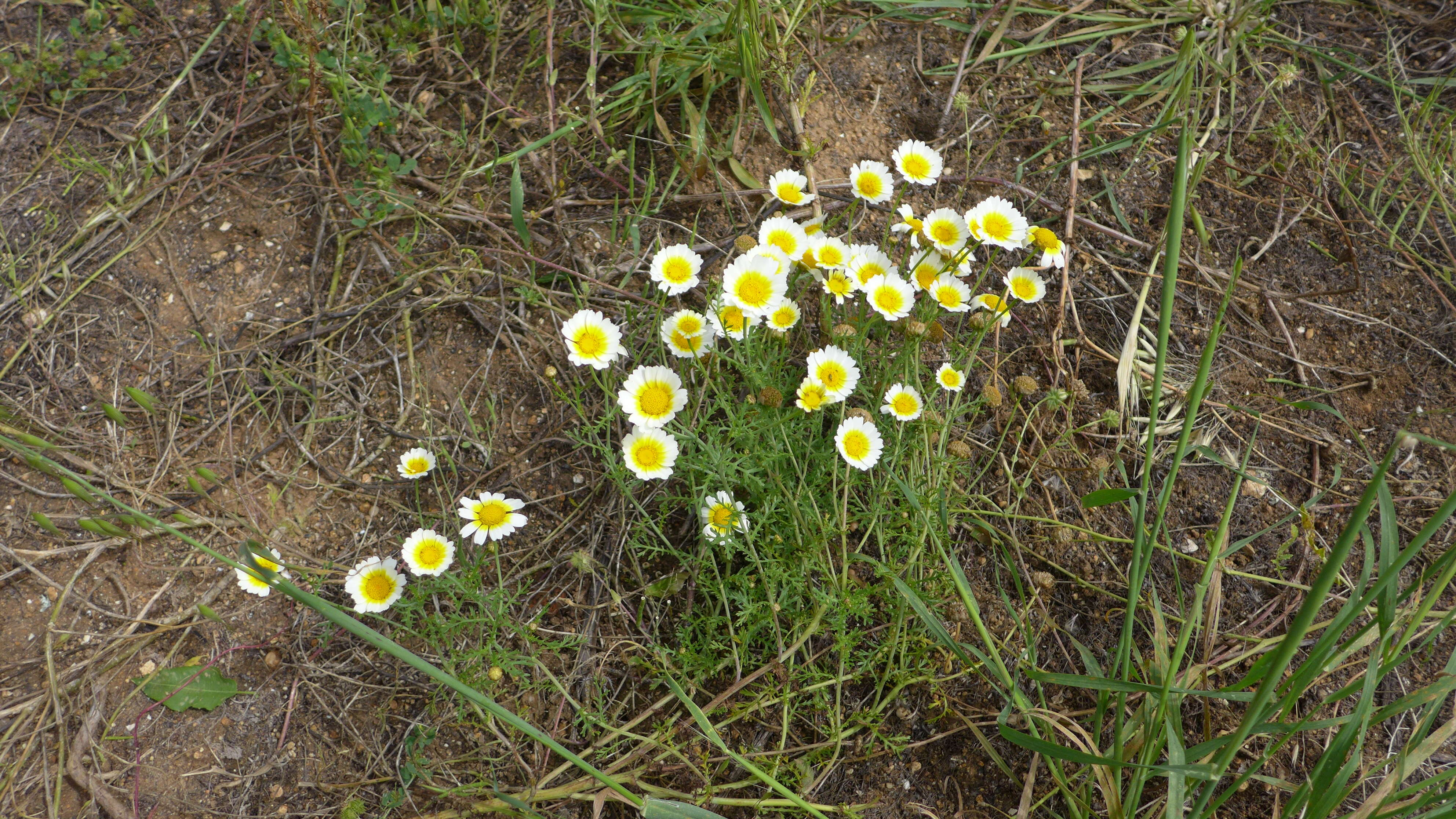 Image of Crown daisy