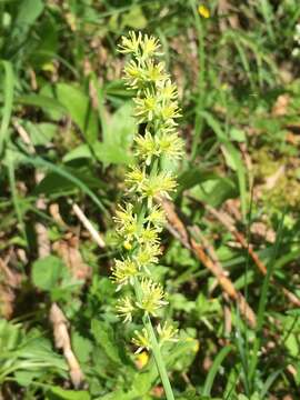 Plancia ëd Tofieldia calyculata (L.) Wahlenb.