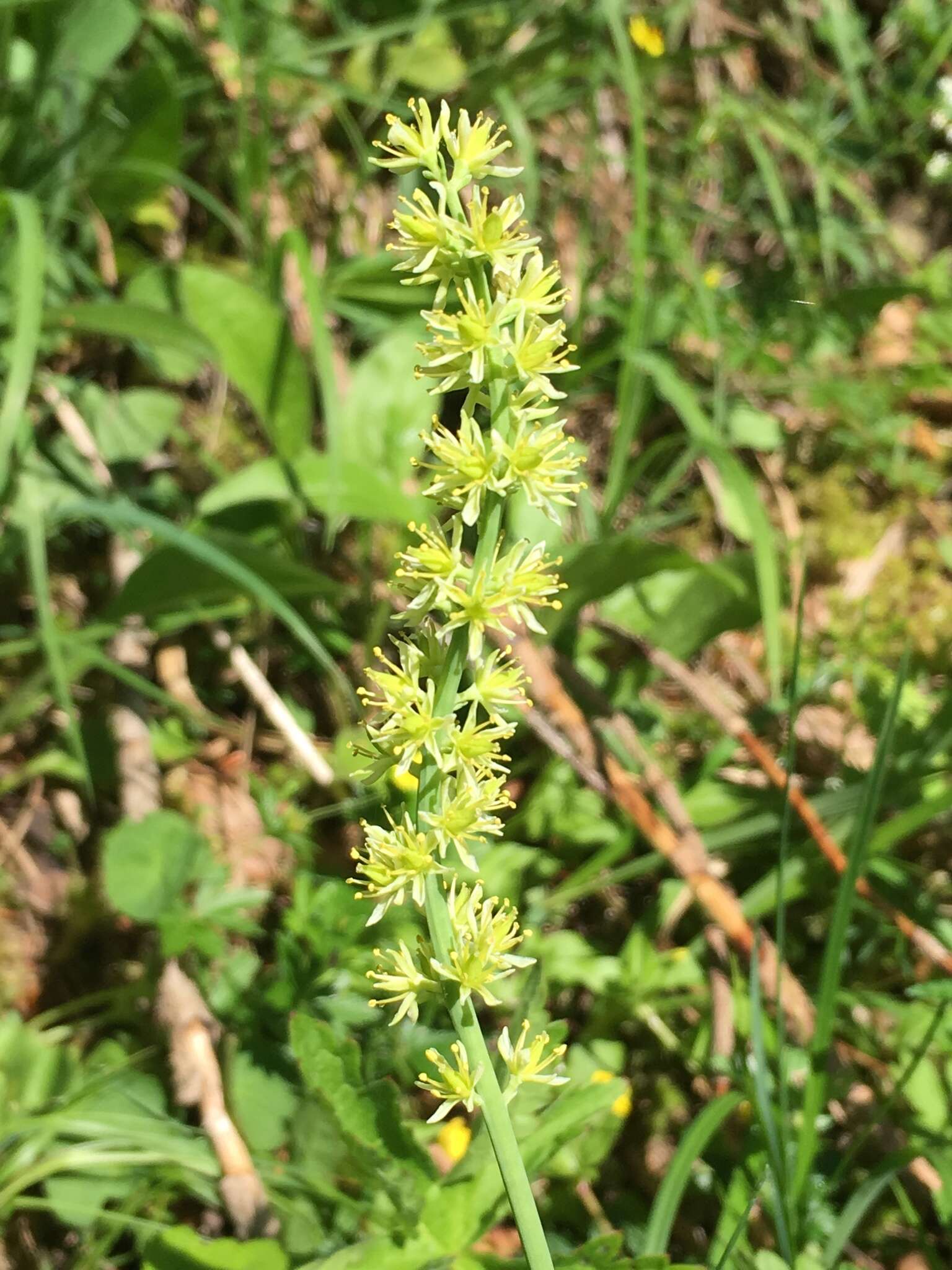 Image of Tofield's asphodel