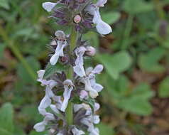 Image de Stachys plumosa Griseb.