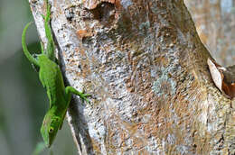 Image of Jamaican giant anole