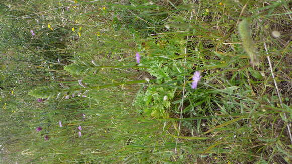 Imagem de Acanthus mollis L.