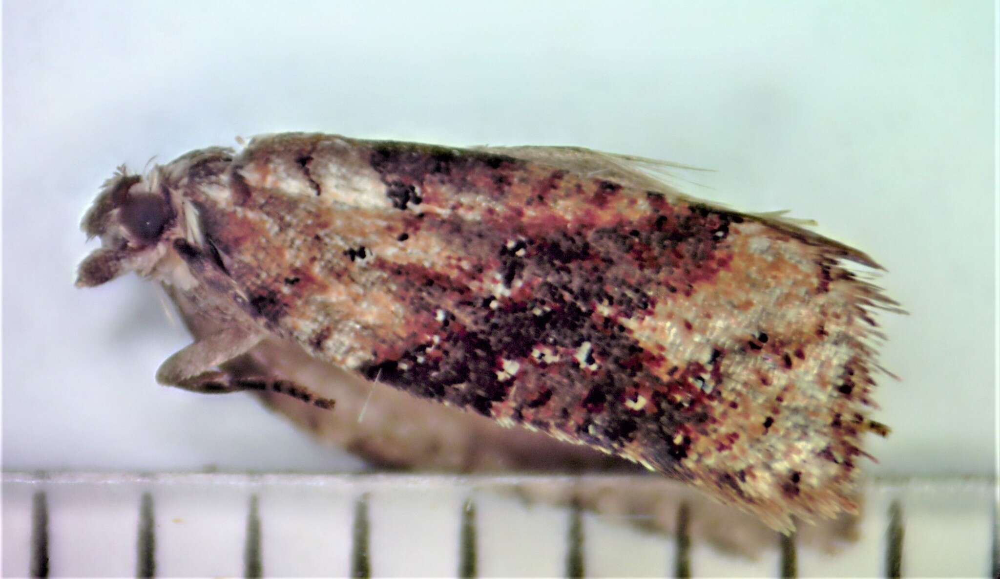 Image of Acleris braunana McDunnough 1934