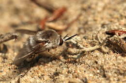 Image of Bombylius incanus Johnson 1907