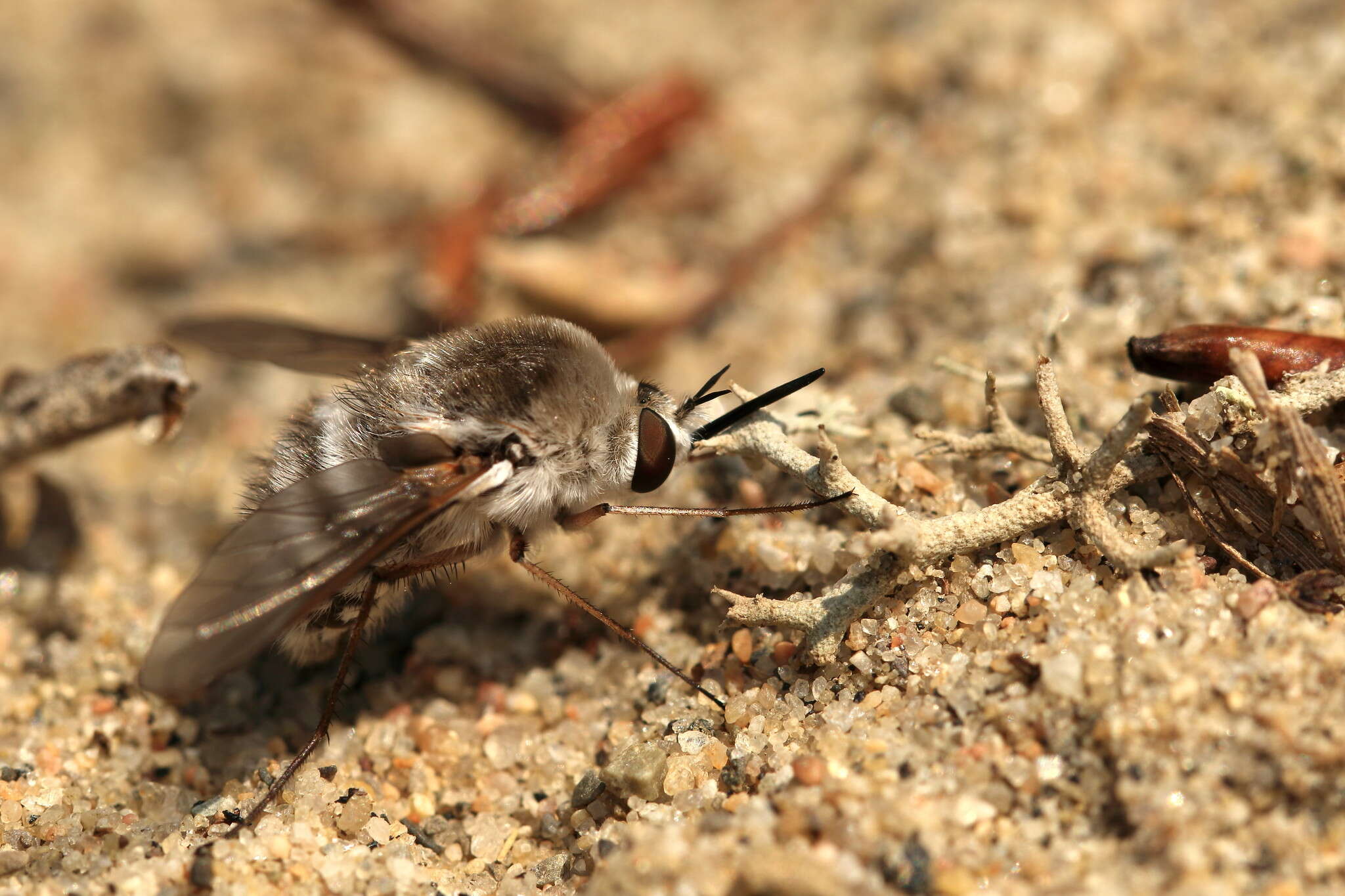 Image of Bombylius incanus Johnson 1907