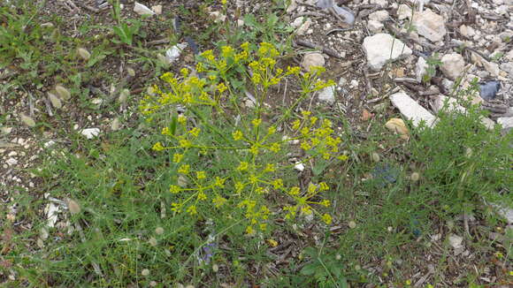 Image of Thapsia villosa L.